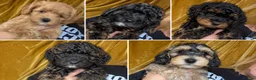 Mixed Breed dogs for sale: Toy Cockapoos, Cockerpoos Toy poodle Hybrid mix - Advert 11