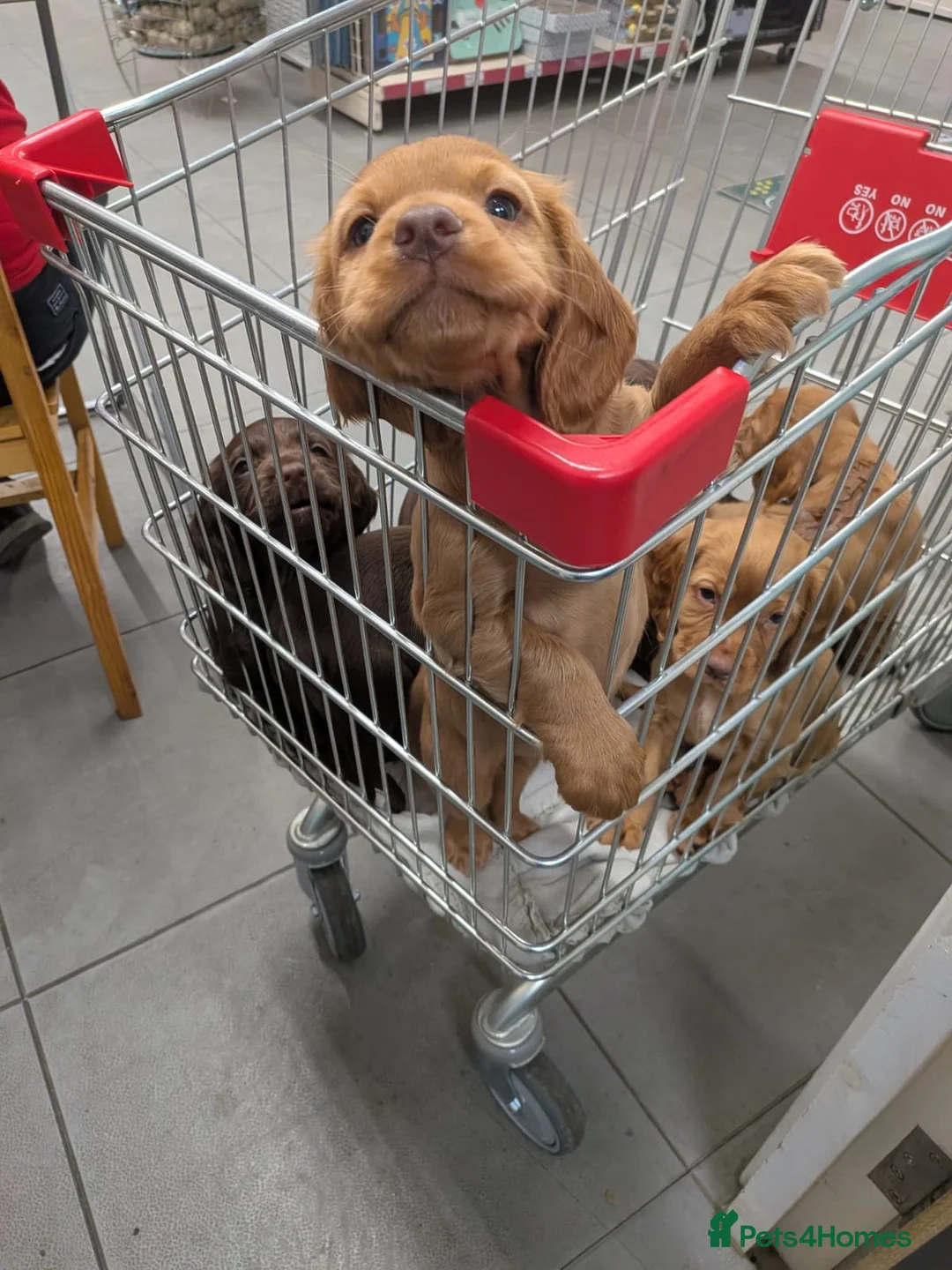 Cocker Spaniel dogs for sale: 1 RED FEMALE KC DNA CLEAR PUP  - Advert 3