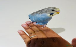 Budgerigars birds for sale: Hand reared budgies for sale  - Image 9