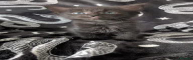 Maine Coon 5