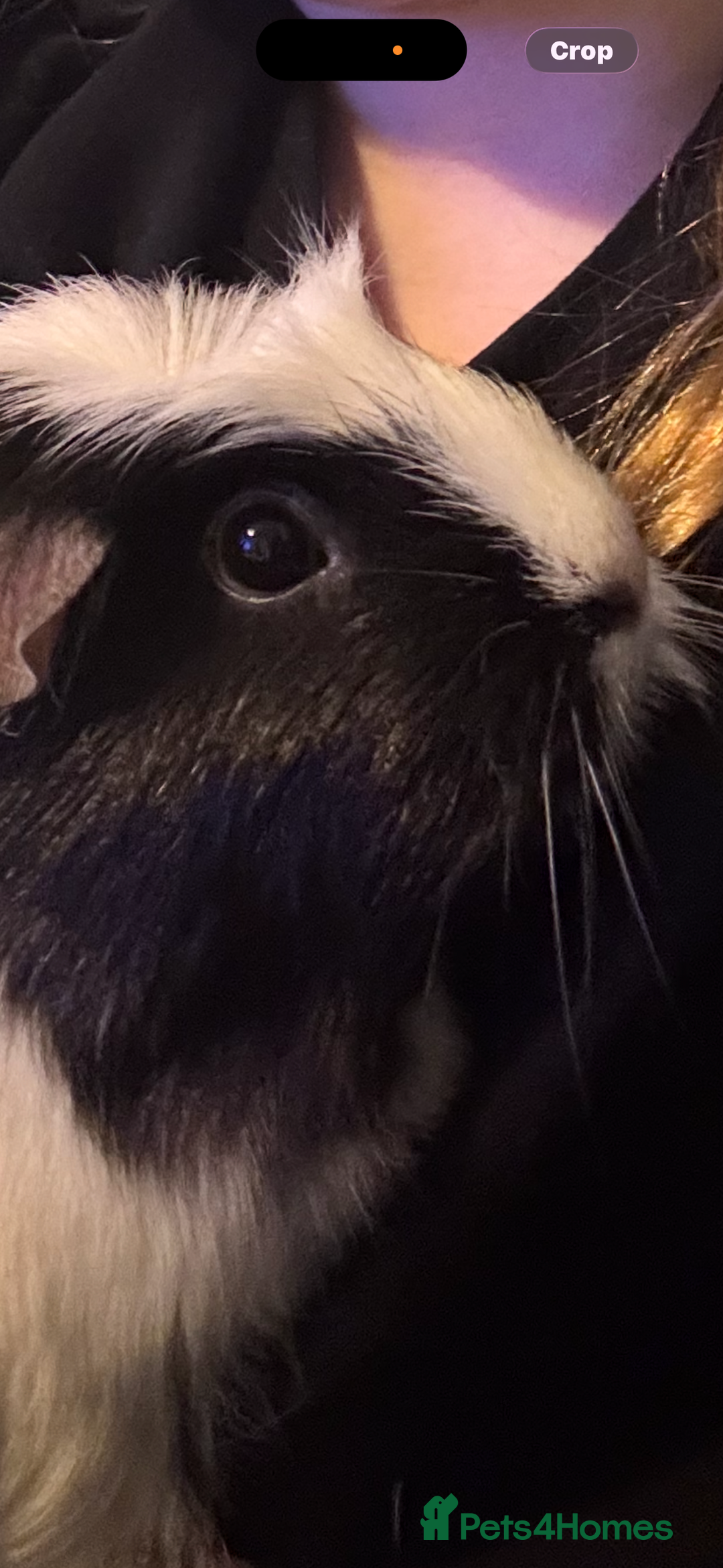 Guinea Pig rodents for sale: Two guinea pigs for sale - Advert 4