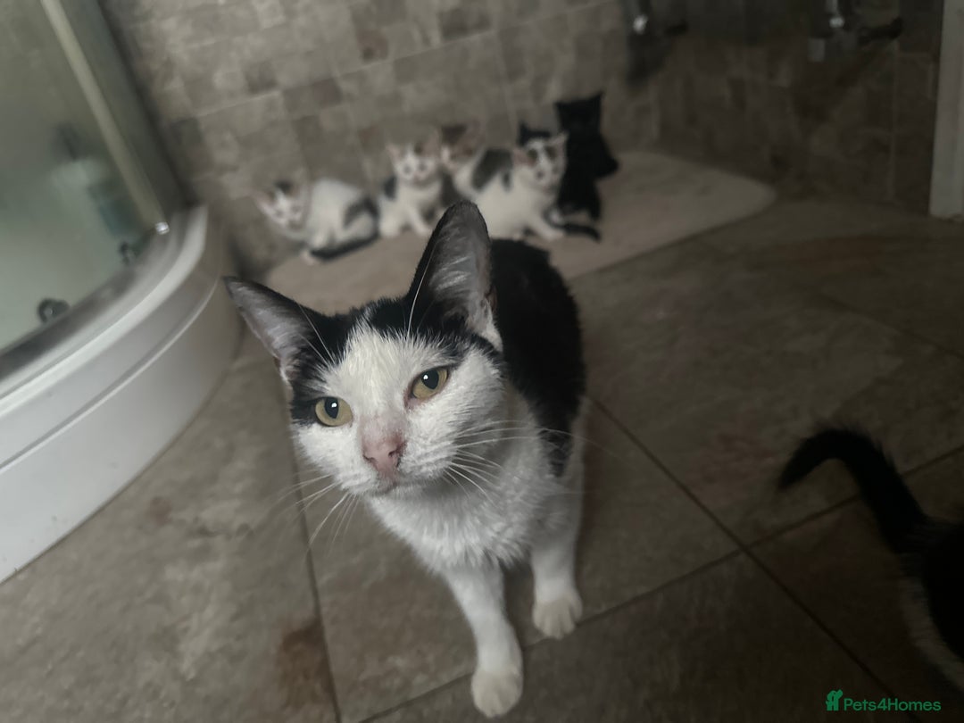Domestic Shorthair cats for sale: 4 Domestic Shorthair Kittens  - Image 9