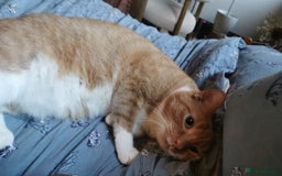 British Shorthair cats for sale: Beloved ginger British shorthair  - Image 2