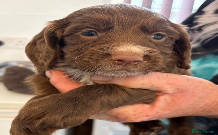 Sprocker dogs - Advert 13