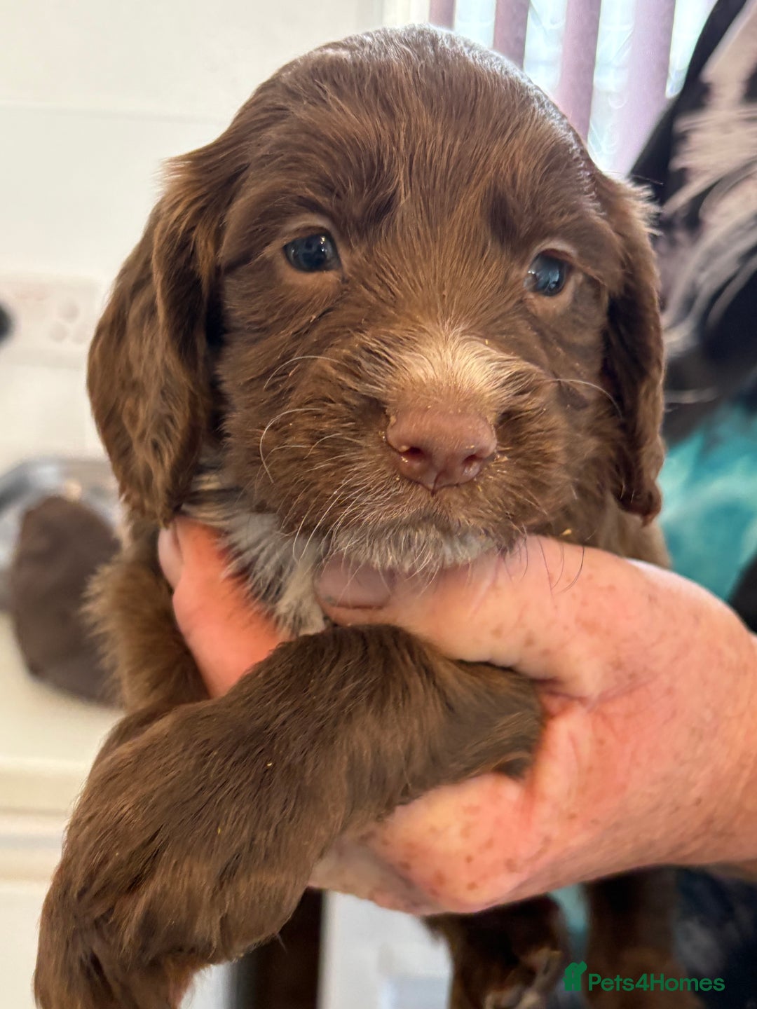 Sprocker dogs for sale: Sproker - Image 1