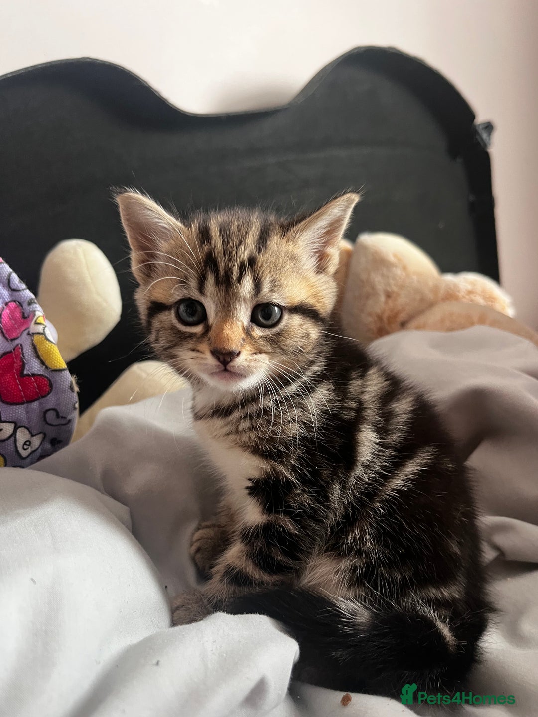 Domestic Shorthair cats for sale: tabby kittens for sale - Image 2