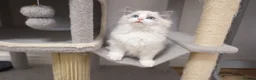 Ragdoll cats for sale: Champion Chunky Ragdoll Kittens-Famous R Bloodline - Advert 6