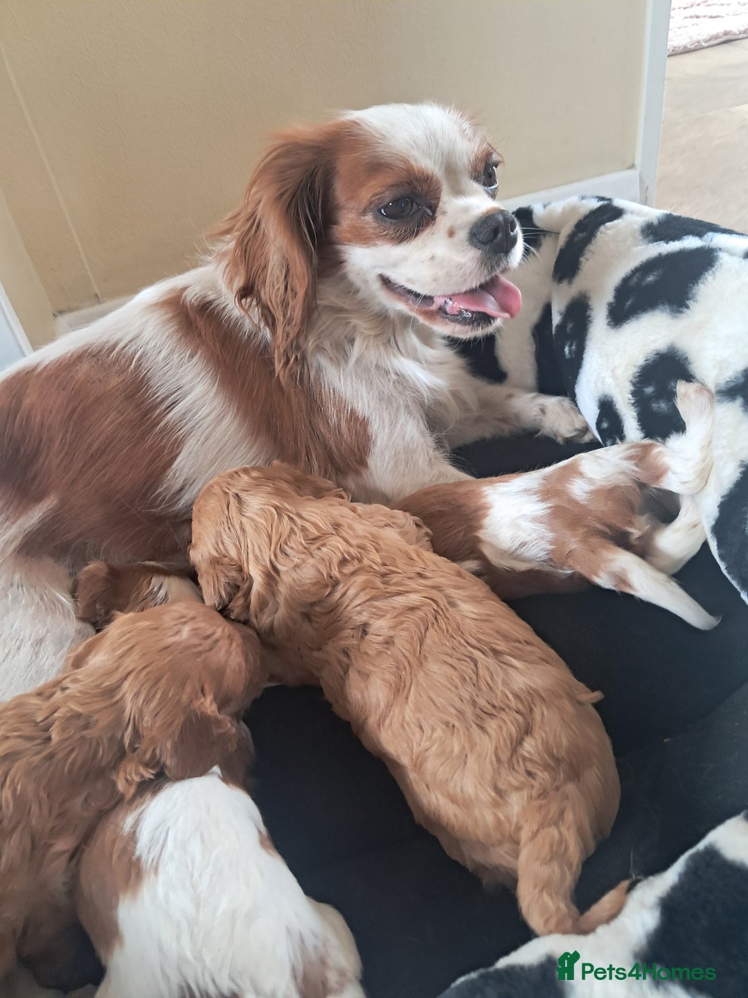 Cavapoo dogs for sale: Cavapoo puppies  - Image 1