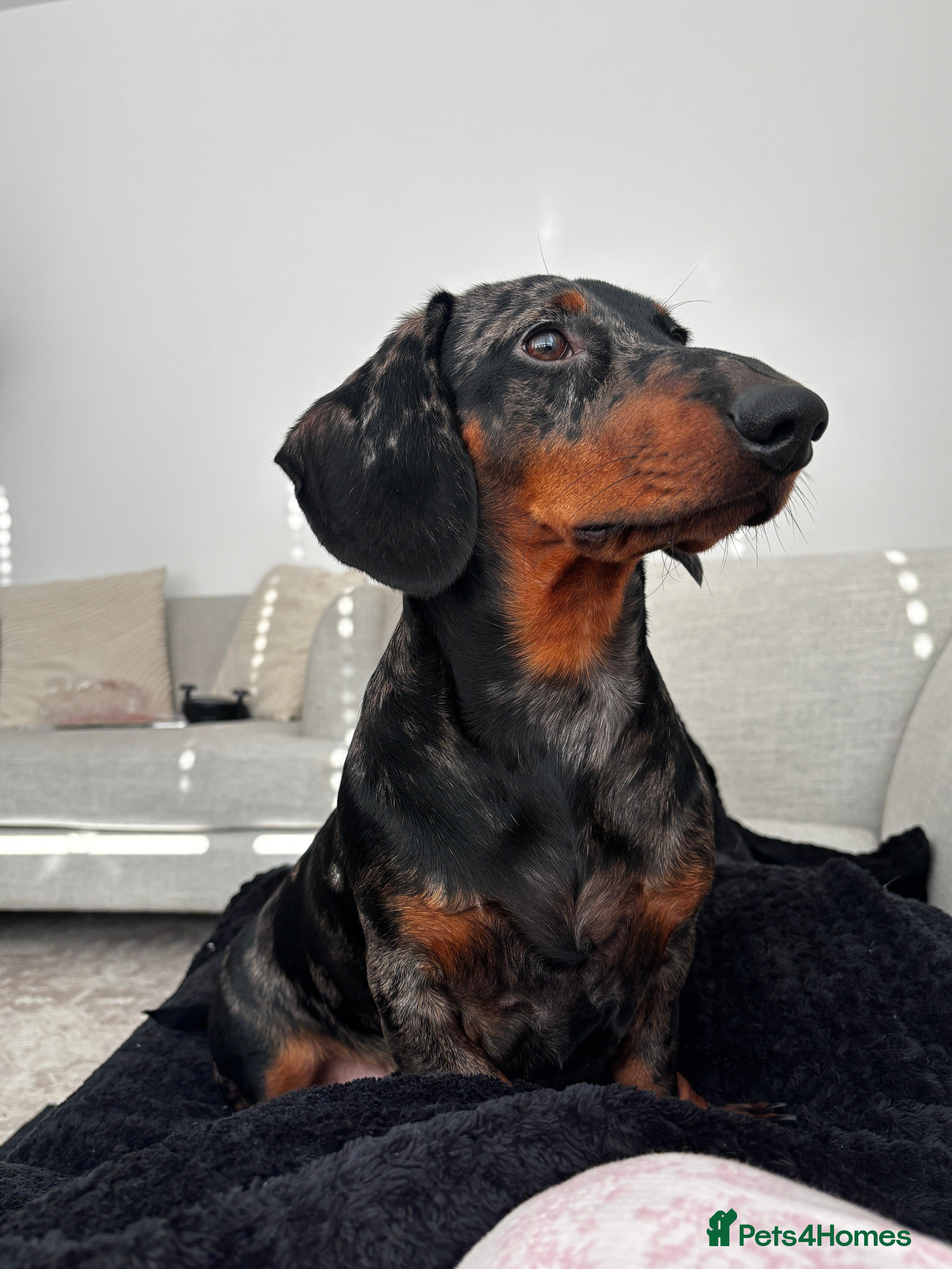 Dachshund dogs Dapple dachshund available for stud   - Advert 4