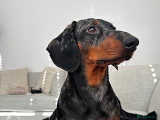 Dachshund dogs Dapple dachshund available for stud - Advert 14