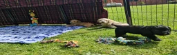 Cockapoo dogs for sale: STUNNING HEALTH TESTED F1 COCKAPOOS READY NOW - Advert 7