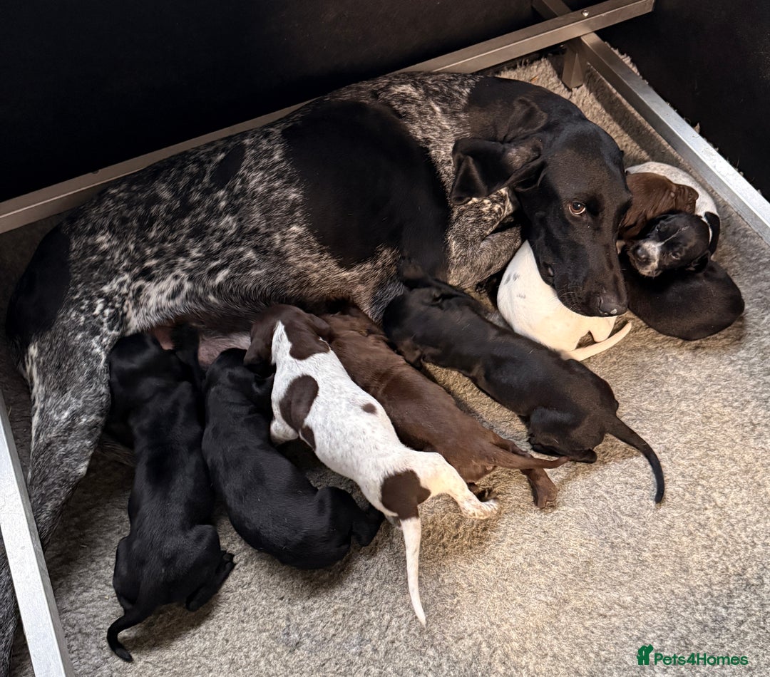 German Shorthaired Pointer dogs for sale: KC GSP Pups Health Tested Parents - Advert 17