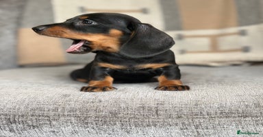 Miniature Dachshund dogs - Advert 6
