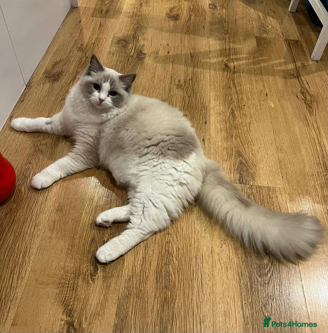 Ragdoll cats for sale: Beautiful Ragdoll Boy - Advert 5