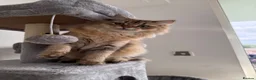 British Longhair cats for sale: British Longhair kittens for sale - Advert 6