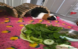 Guinea Pig rodents for sale: Two guinea pigs (female) - Image 2