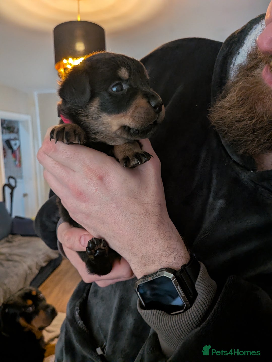 Rottweiler dogs for sale: ⭐ Rottweiler ⭐ - Advert 35