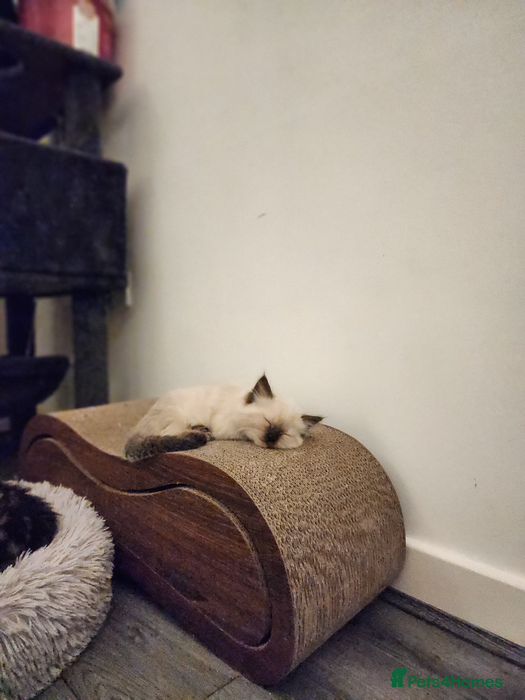 Ragdoll cats for sale: Ragdoll kittens - Image 10