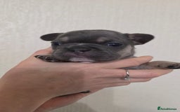French Bulldog dogs for sale: Beautiful litter of French Bulldogs - Advert 8