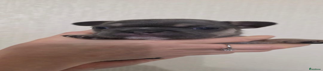 French Bulldog Puppy 3