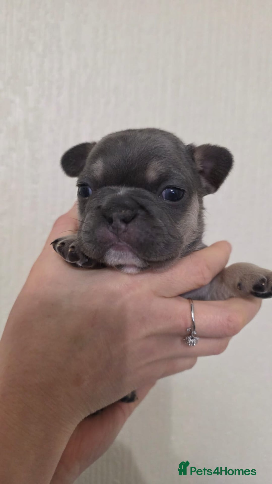 French Bulldog dogs for sale: Beautiful litter of French Bulldogs - Advert 8