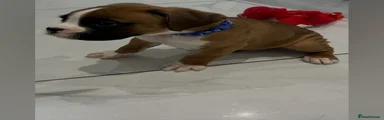 Boxer Puppy 3