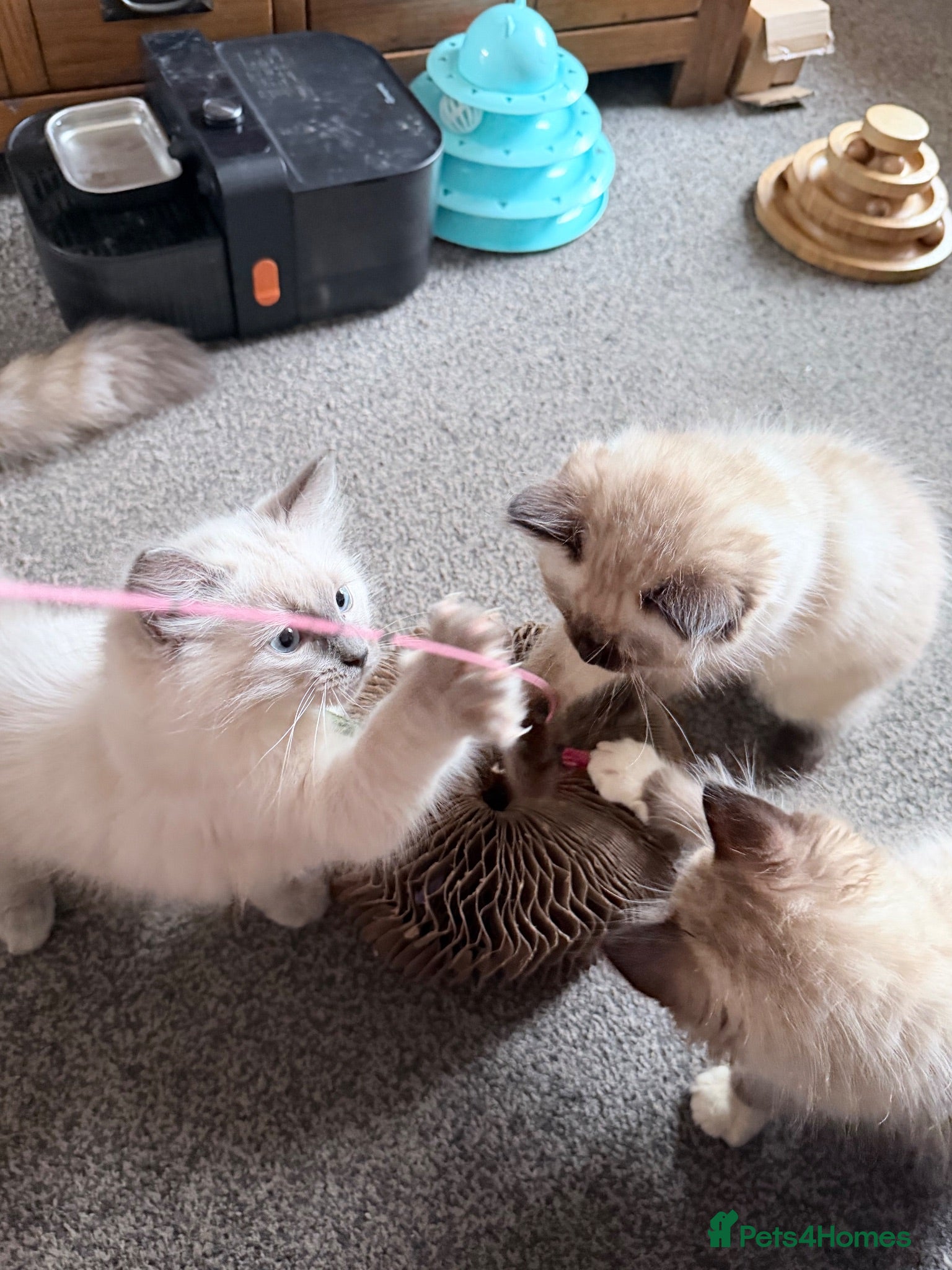 Ragdoll cats 3 pure Ragdoll boys ready for forever  families  - Advert 1