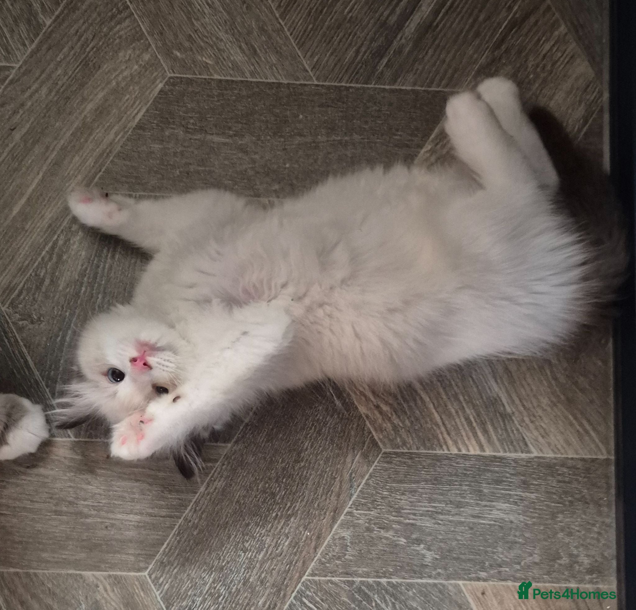 Ragdoll cats Beautiful Bi-Colour Ragdoll's - Advert 2