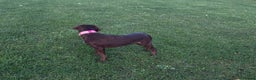 Labrador Retriever dogs for sale: Chocolate Labrador puppy - Advert 2