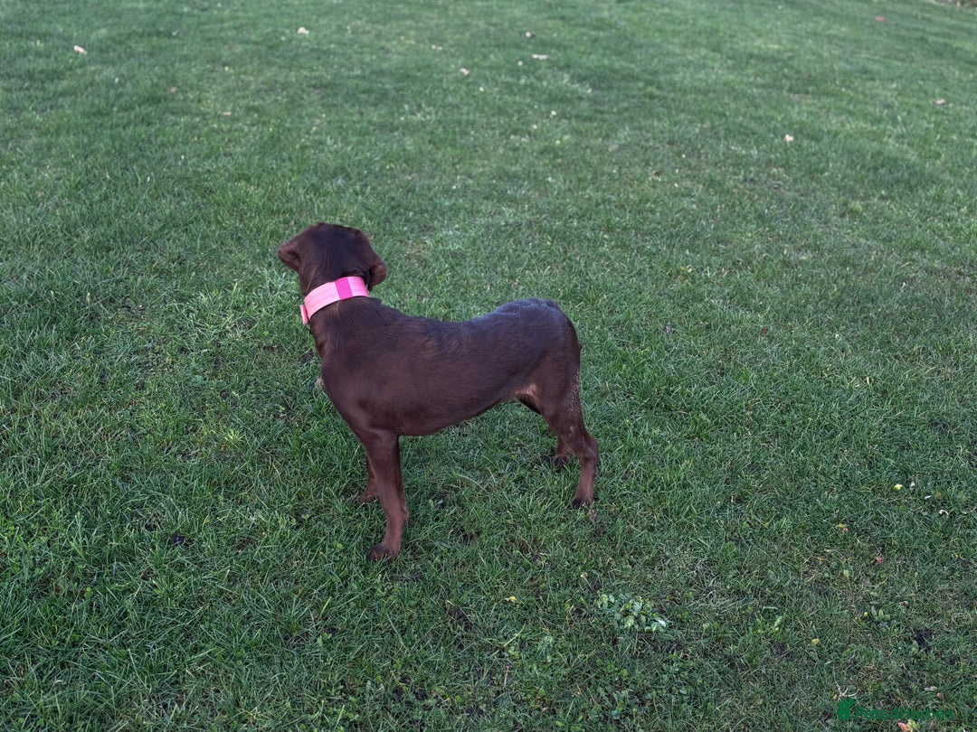 Labrador Retriever dogs for sale: Chocolate Labrador puppy - Advert 2