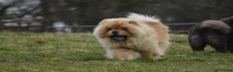 Chow Chow dogs for stud: Stunning Hungarian Import at Stud  - Advert 4