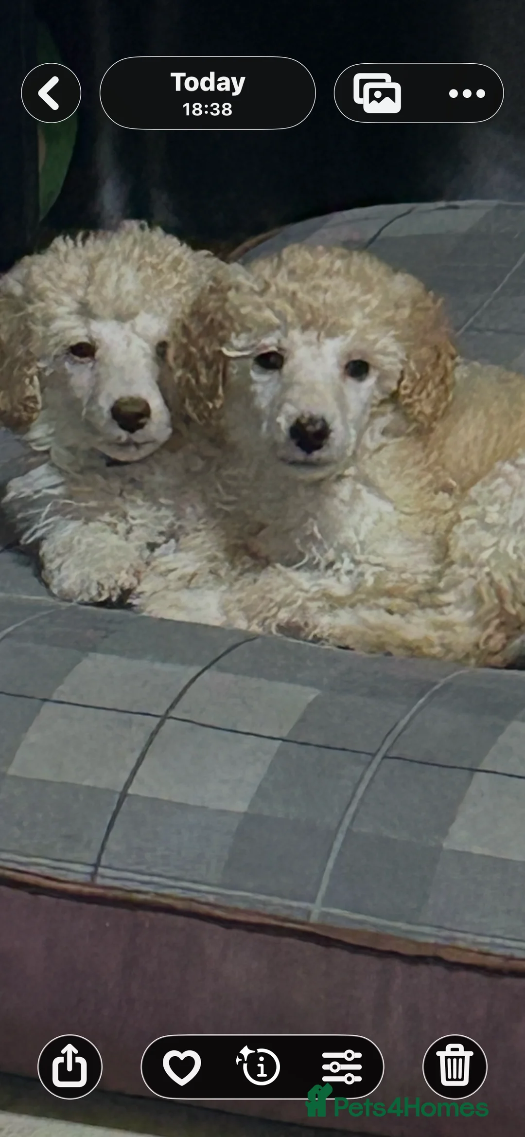 Mixed Breed dogs for sale: Poodle pup - Advert 5