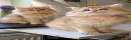 British Longhair cats for sale: British Longhair golden kittens TICA - Advert 2