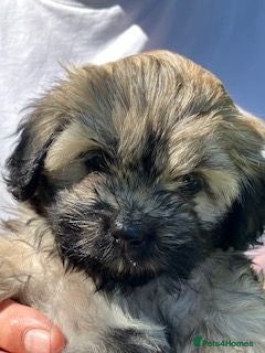 Shihpoo dogs Adorable Shihpoo  puppies parents can be seen  - Advert 6