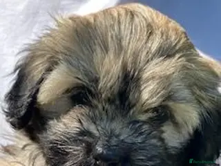 Shihpoo dogs Adorable Shihpoo puppies parents can be seen - Advert 6