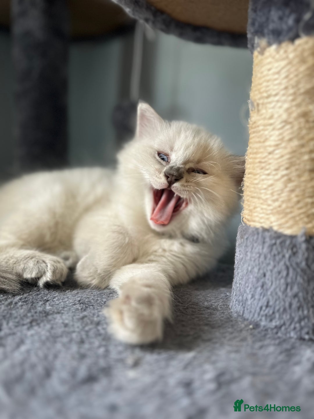 Ragdoll cats for sale: RAGDOLL MALE (last kitten in the litter ) - Image 3