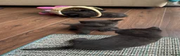 British Shorthair cats for sale: 🐾Beautiful Black British Shorthair Cross Kittens in Letchworth Garden City - Advert 14