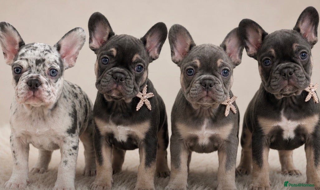 French Bulldog dogs READY TO LEAVE french bulldog puppies - Advert 4