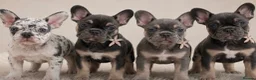 French Bulldog dogs for sale: Ready Now french bulldog puppies - Advert 12