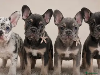 French Bulldog dogs READY TO LEAVE french bulldog puppies - Advert 4