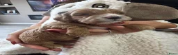 Cavapoo dogs for sale: STUNNING F1 CAVAPOO PUPPIES – CRUFTS SHOW-DOG SIRE - Advert 2
