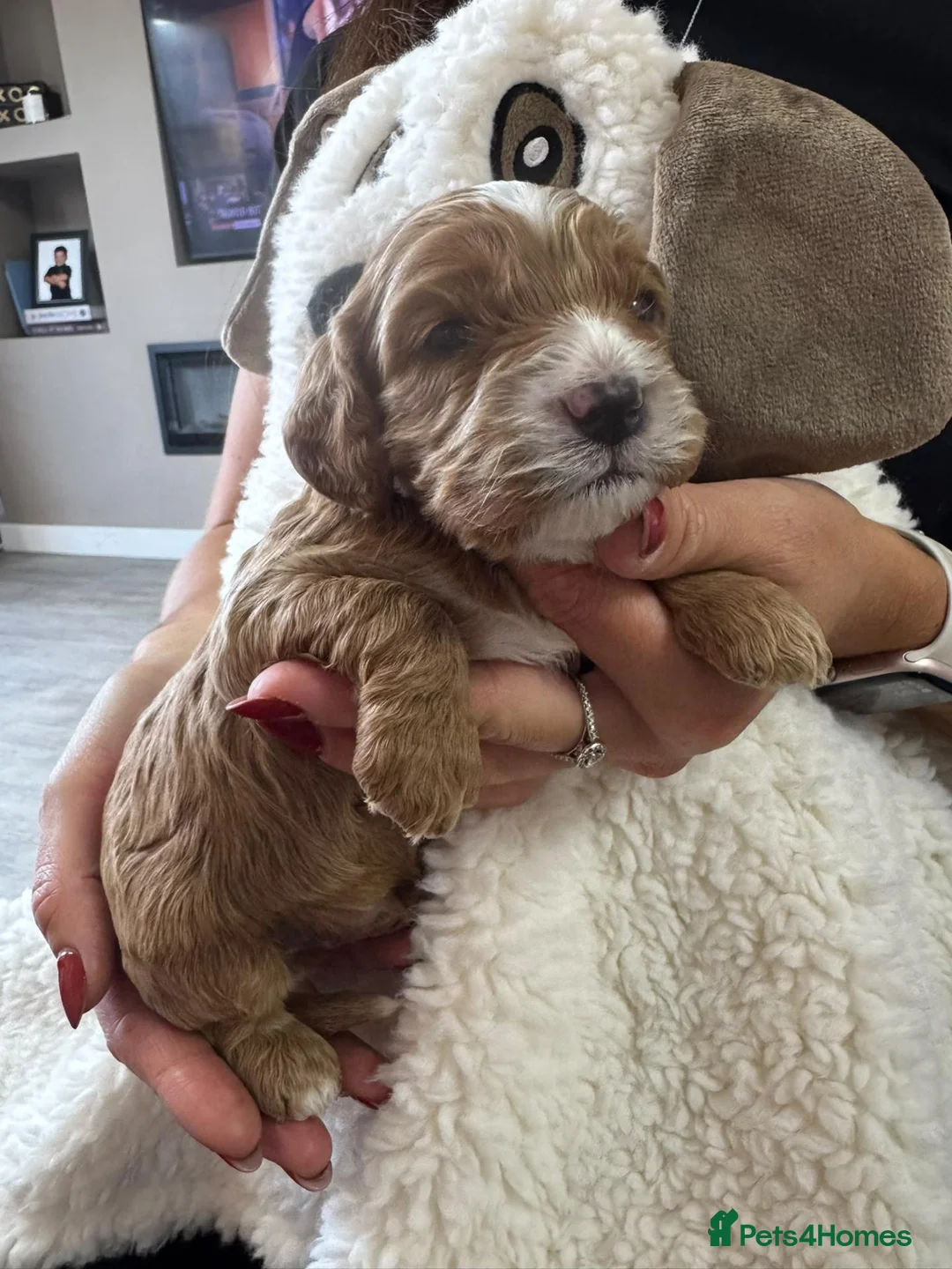 Cavapoo dogs for sale: STUNNING F1 CAVAPOO PUPPIES – CRUFTS SHOW-DOG SIRE - Advert 2