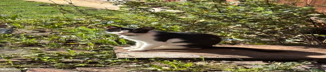 British Shorthair Kitten 1