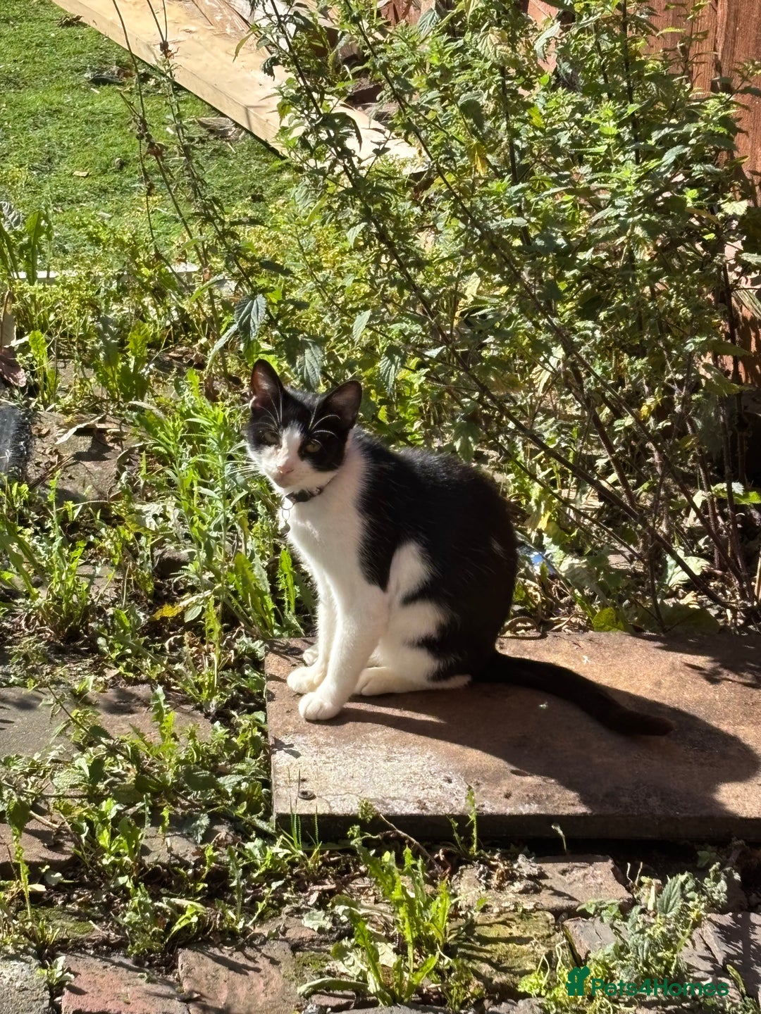 British Shorthair cats for sale: Luna British shorthair  - Advert 2