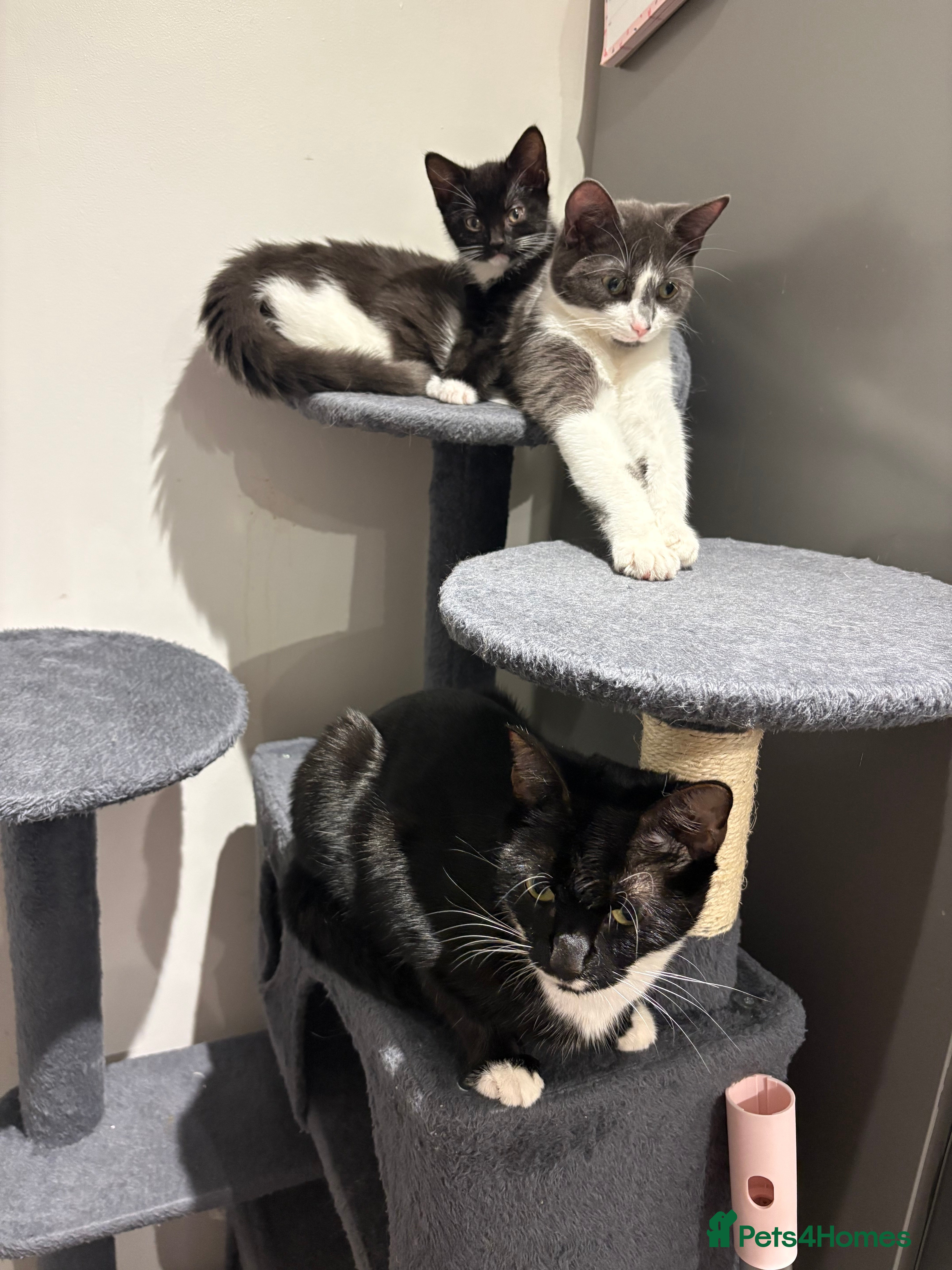 Domestic Shorthair cats Kittens for sale - Advert 1
