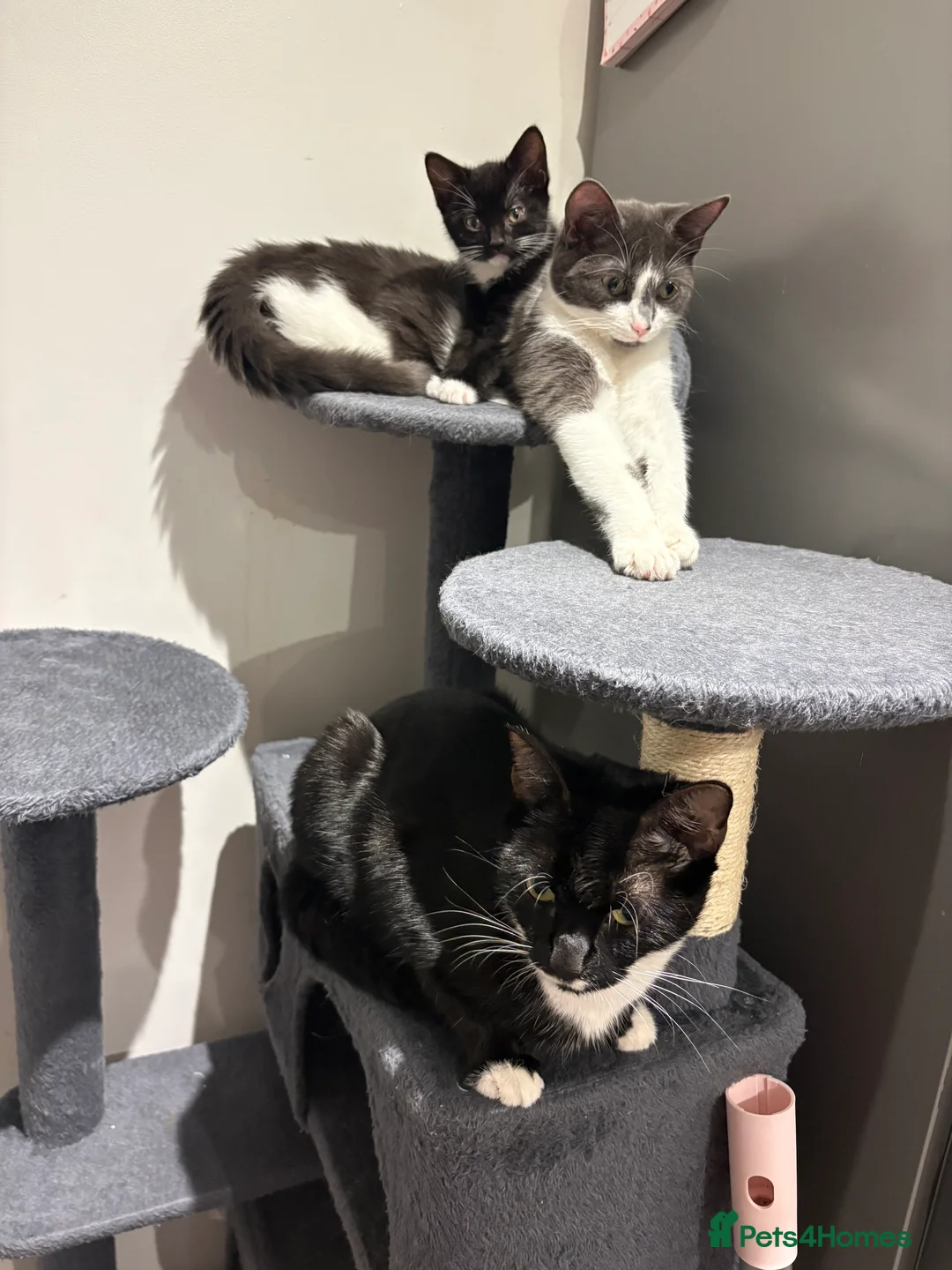 Domestic Shorthair cats for sale: Kittens for sale - Advert 1