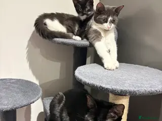 Domestic Shorthair cats Kittens for sale - Advert 1