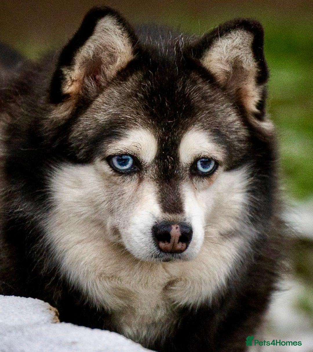 Pomsky dogs for adoption: GERA – Stunning blue-eyed Pomsky - Advert 4