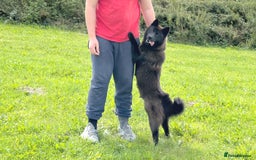 Chow Chow dogs for sale: Adult female chowsky looking for new loving home  - Image 3
