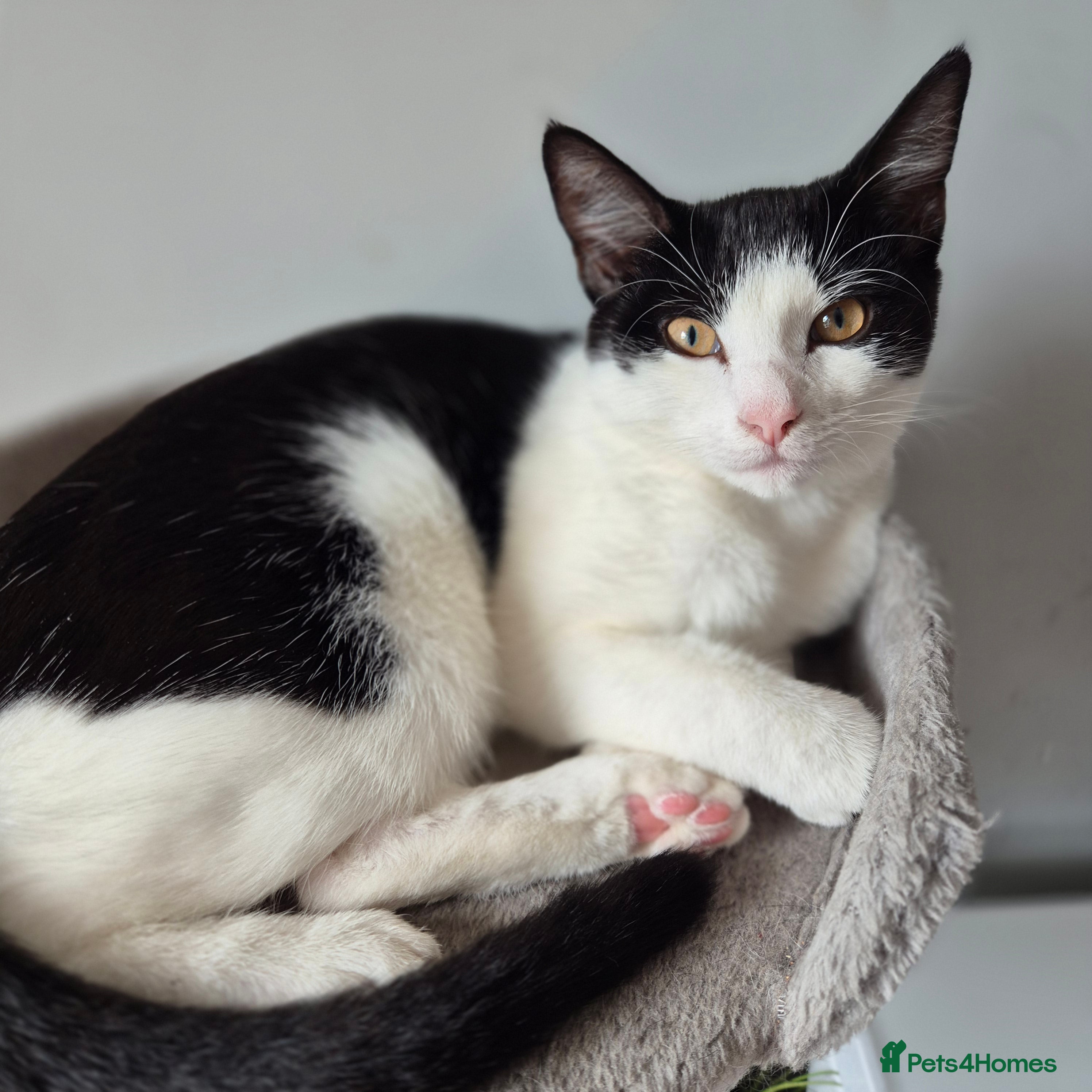 Mixed Breed cats Black and white cat, Coco - Advert 1